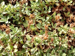 Penstemon davidsonii