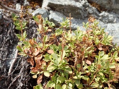 Penstemon davidsonii