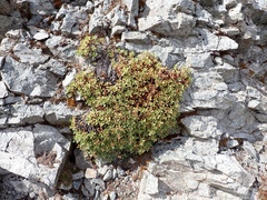 Penstemon davidsonii