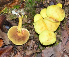 Pulveroboletus