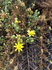 Deinandra minthornii