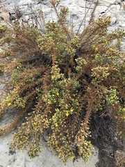 Deinandra minthornii