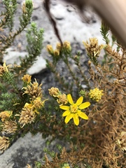 Deinandra minthornii