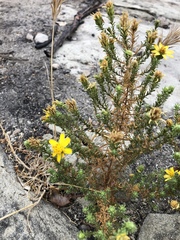 Deinandra minthornii