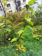 Populus balsamifera