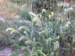 Setaria viridis pycnocoma