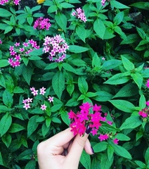 Pentas