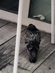 Columba livia domestica