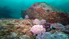 Concholepas concholepas