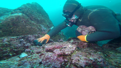 Concholepas concholepas