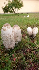 Coprinus comatus