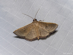 Banisia