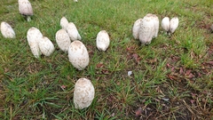 Coprinus comatus