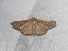 Banisia
