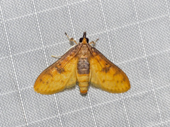 Pachynoa sabelialis