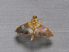 Aetholix flavibasalis