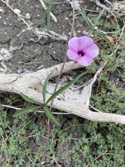 Ipomoea heptaphylla
