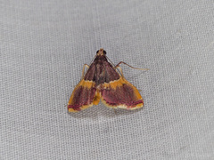 Endotricha mesenterialis