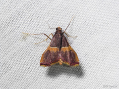 Endotricha mesenterialis