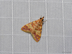 Taurometopa