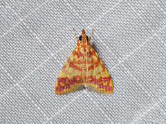 Taurometopa