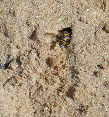 Hoplisoides semipunctatus