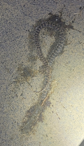 Red-banded Snake