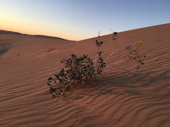 Helianthus niveus tephrodes