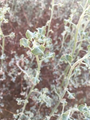Eriogonum deserticola