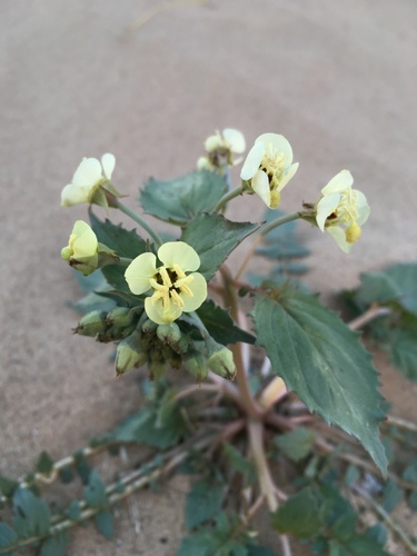 Chylismia claviformis ssp. yumae