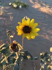 Helianthus niveus tephrodes