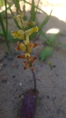 Lachenalia lutea
