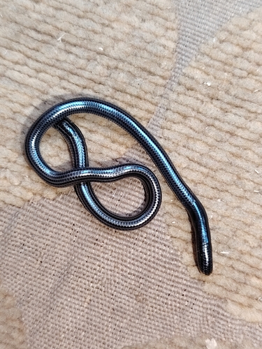 Epictia striatula
