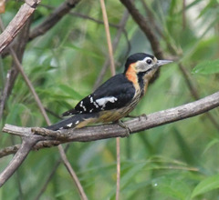 Crimson-Breasted Woodpecker photo 3