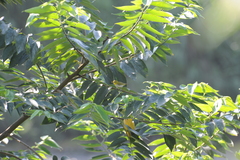 Zosterops simplex simplex