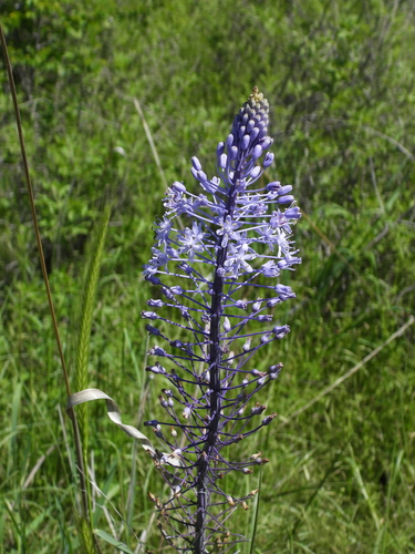Seven-year Hyacinth