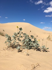 Helianthus niveus tephrodes