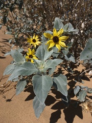 Helianthus niveus tephrodes