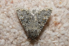 Polymixis flavicincta