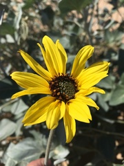 Helianthus niveus tephrodes