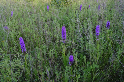 Wiese mit Knabenkräutern