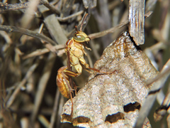 Mischocyttarus angulatus