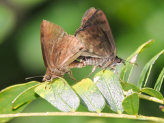 Pellicia dimidiata dimidiata