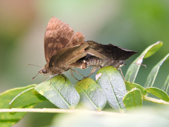 Pellicia dimidiata dimidiata