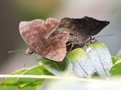Pellicia dimidiata dimidiata