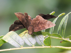 Pellicia dimidiata dimidiata