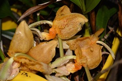 Stanhopea graveolens