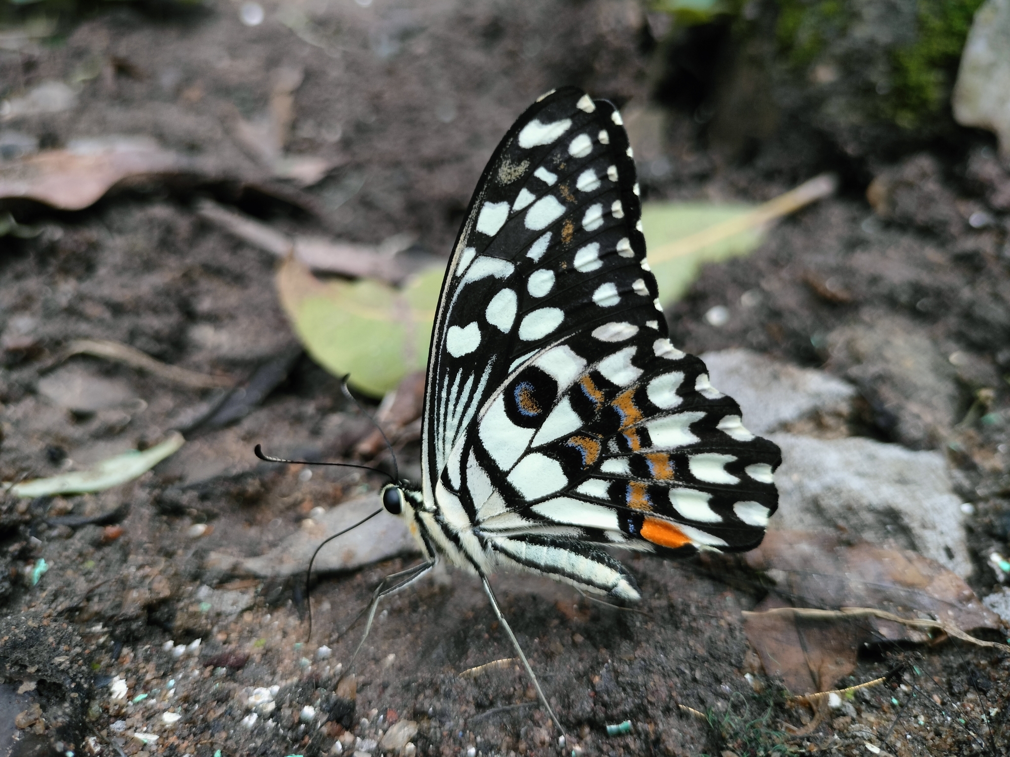 Lime Swallowtail