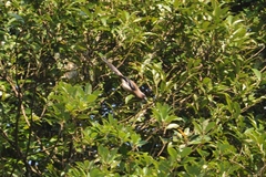Dendrocitta formosae formosae