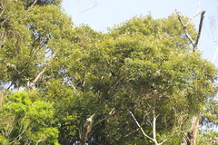 Dendrocitta formosae formosae